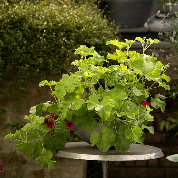 Sphere plant bowl