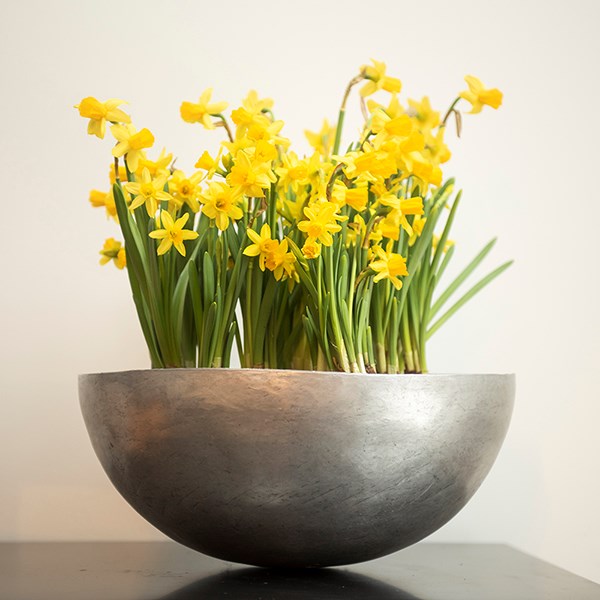 Sphere plant bowl