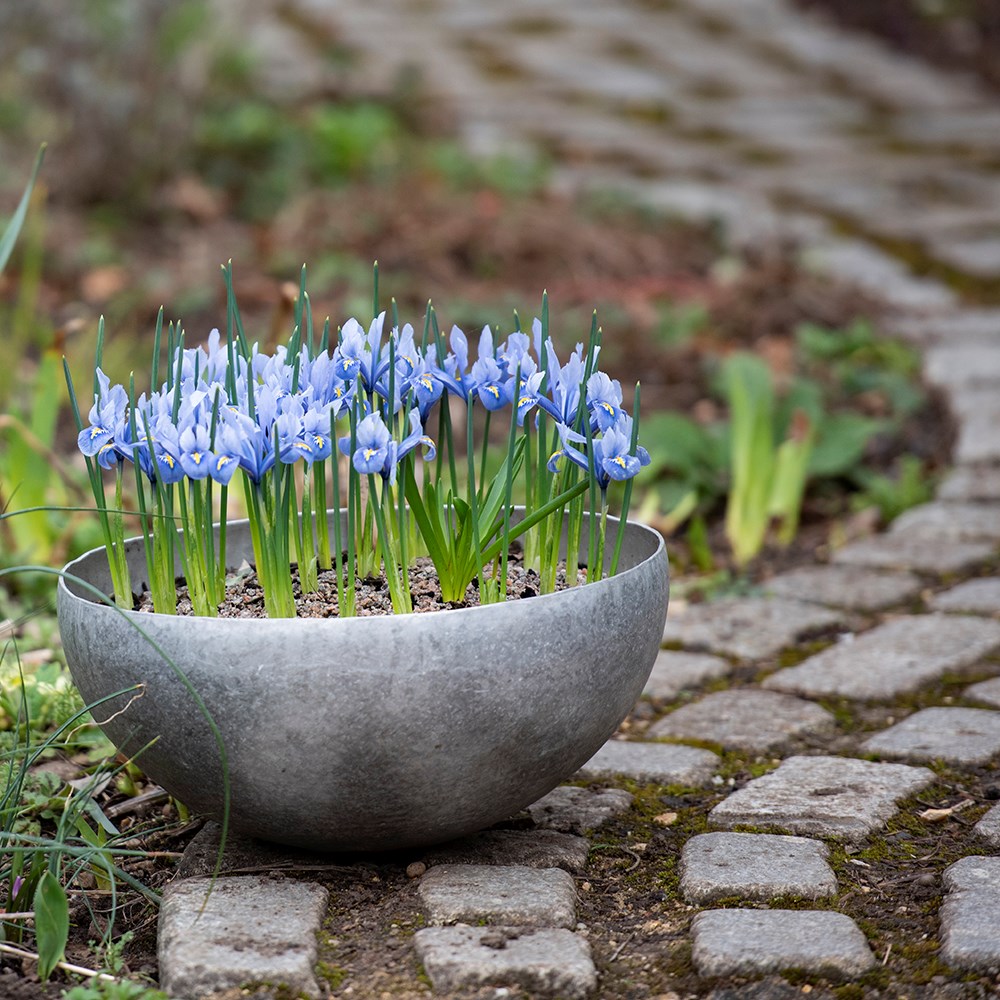 Sphere plant bowl