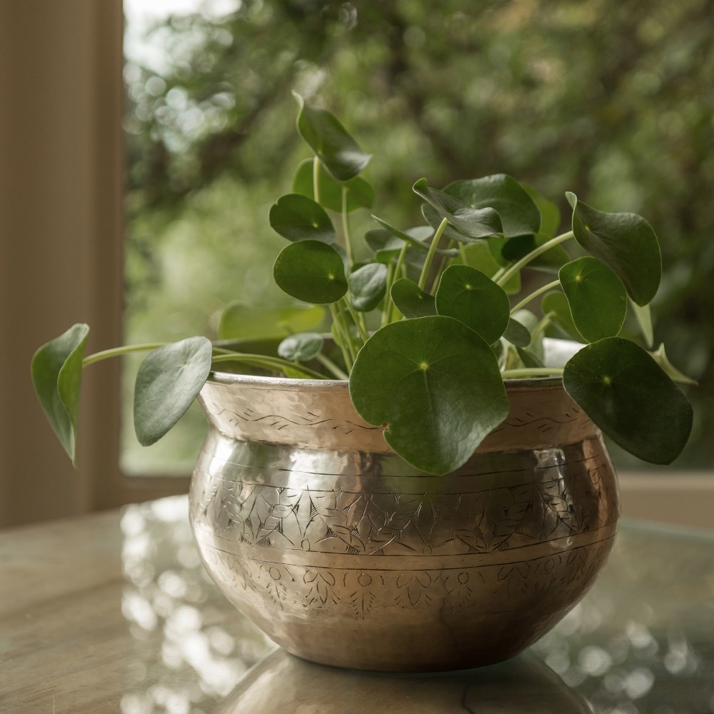 Silver plated brass etched bowl