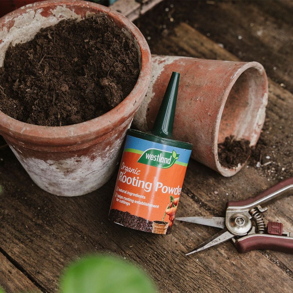 Organic rooting powder 