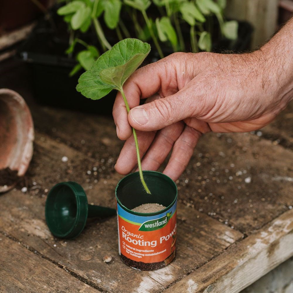 Organic rooting powder 