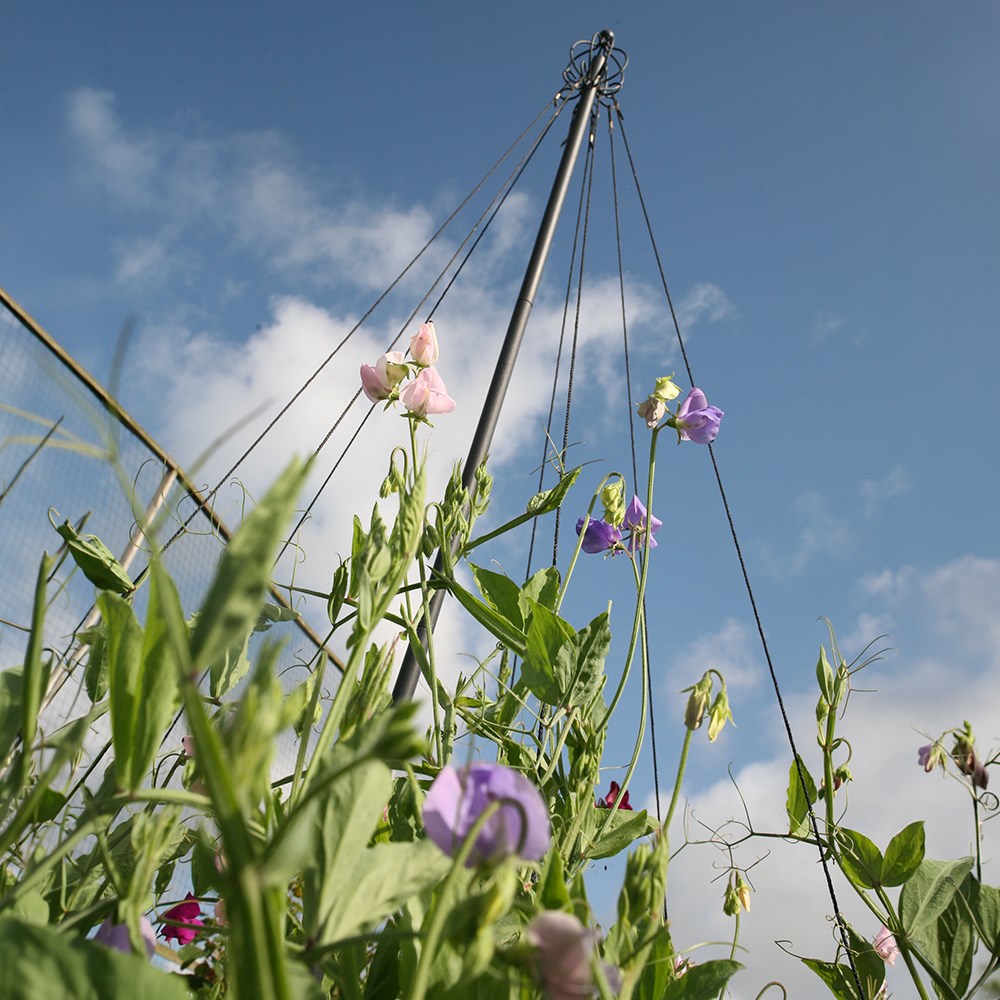 Garden maypole plant support