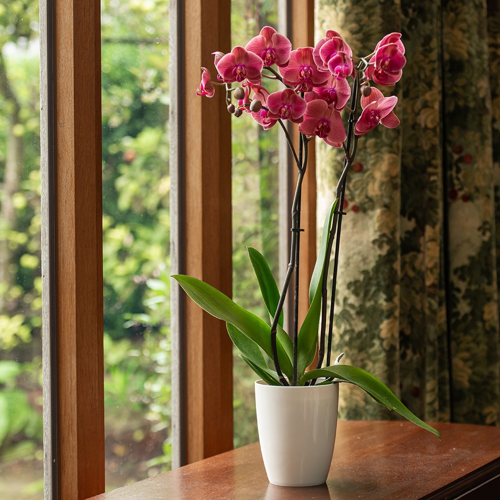 High orchid gloss plant pot - white