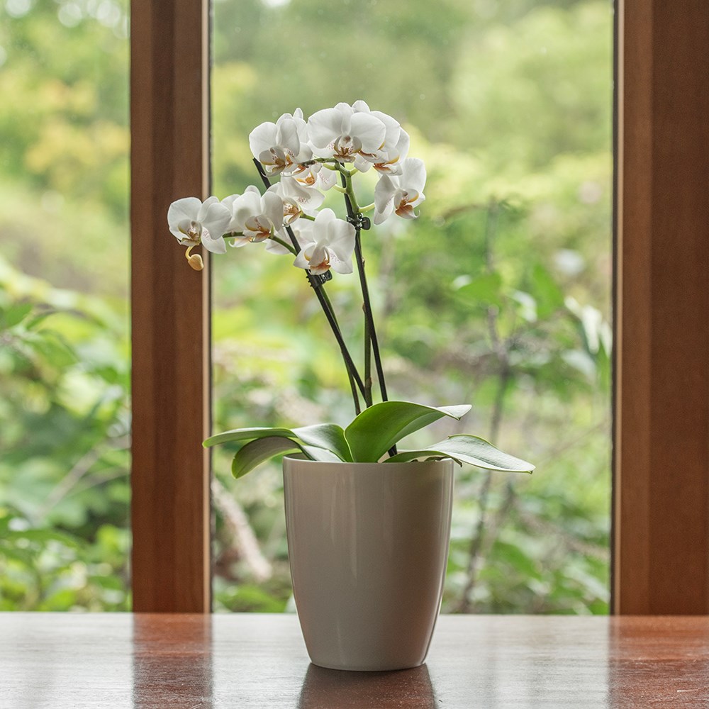 High orchid gloss plant pot - white