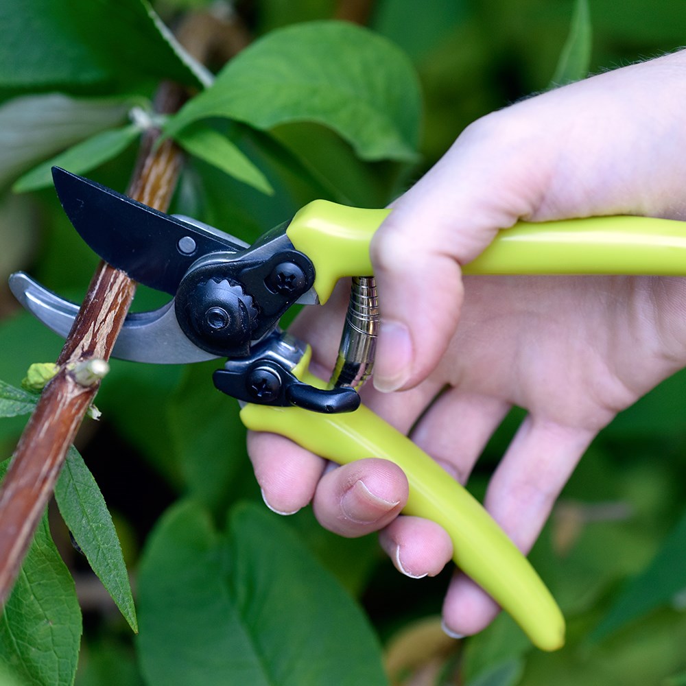 RHS Burgon and Ball micro secateurs