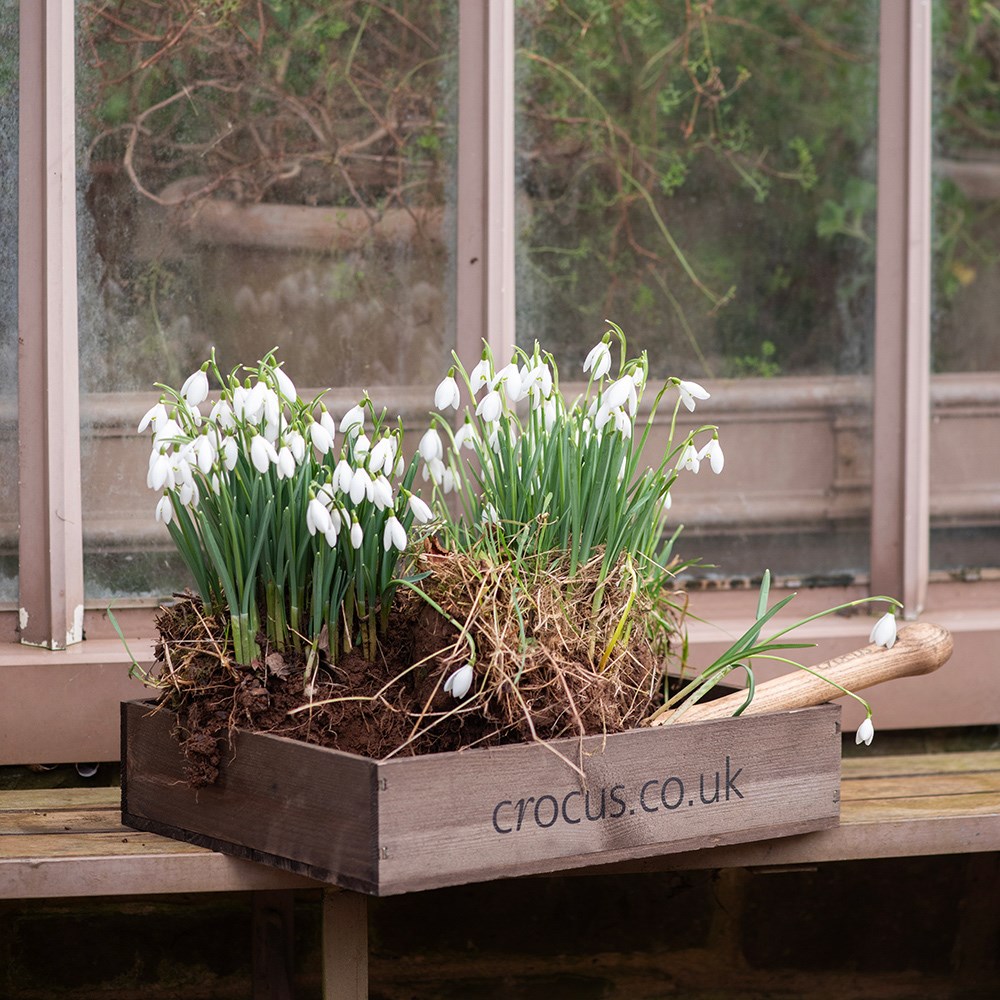 Wooden seed tray