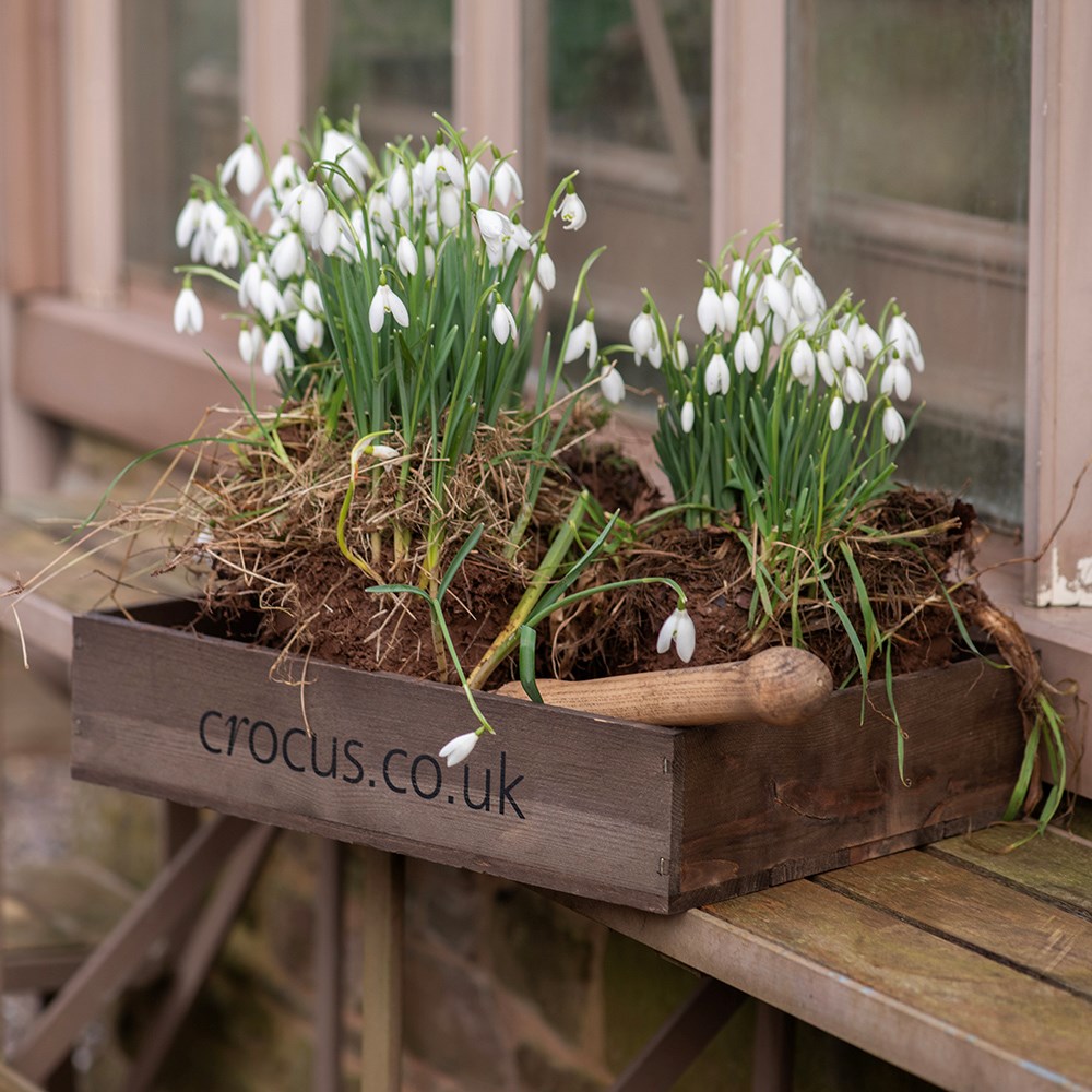 Wooden seed tray