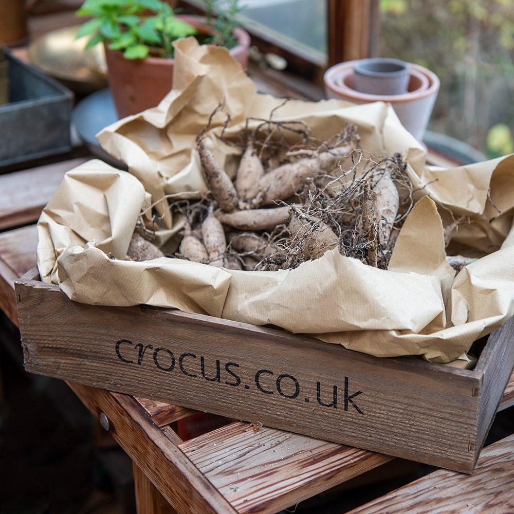 Wooden seed tray