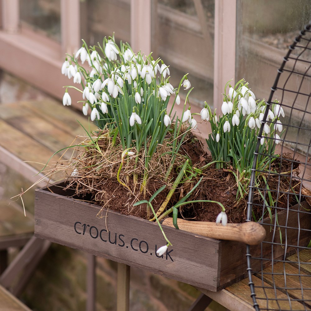 Wooden seed tray