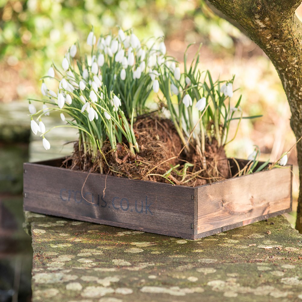 Wooden seed tray