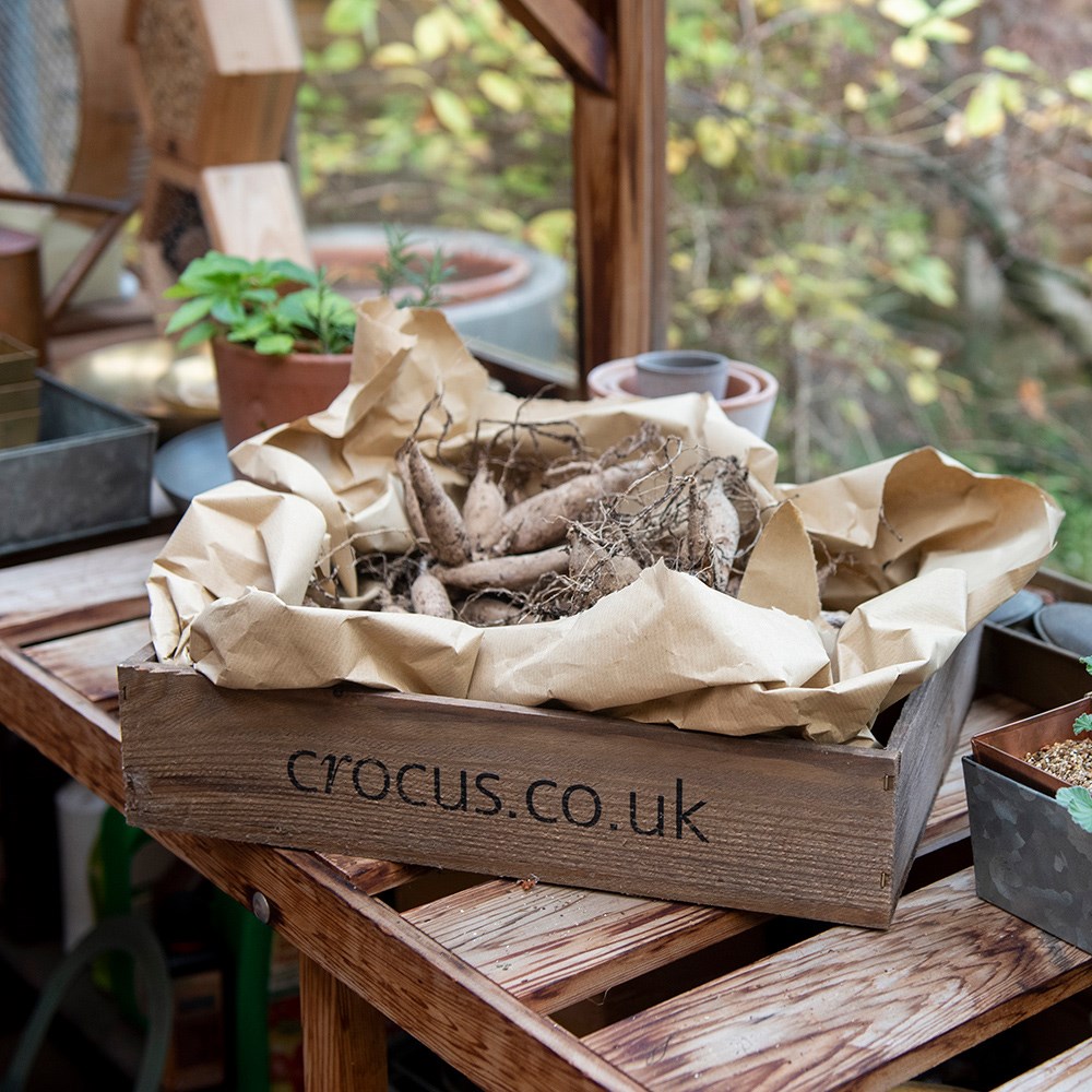 Wooden seed tray