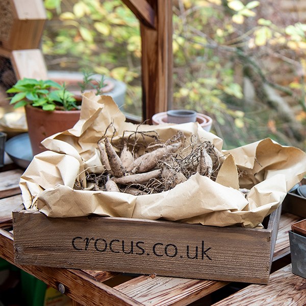 Wooden seed tray