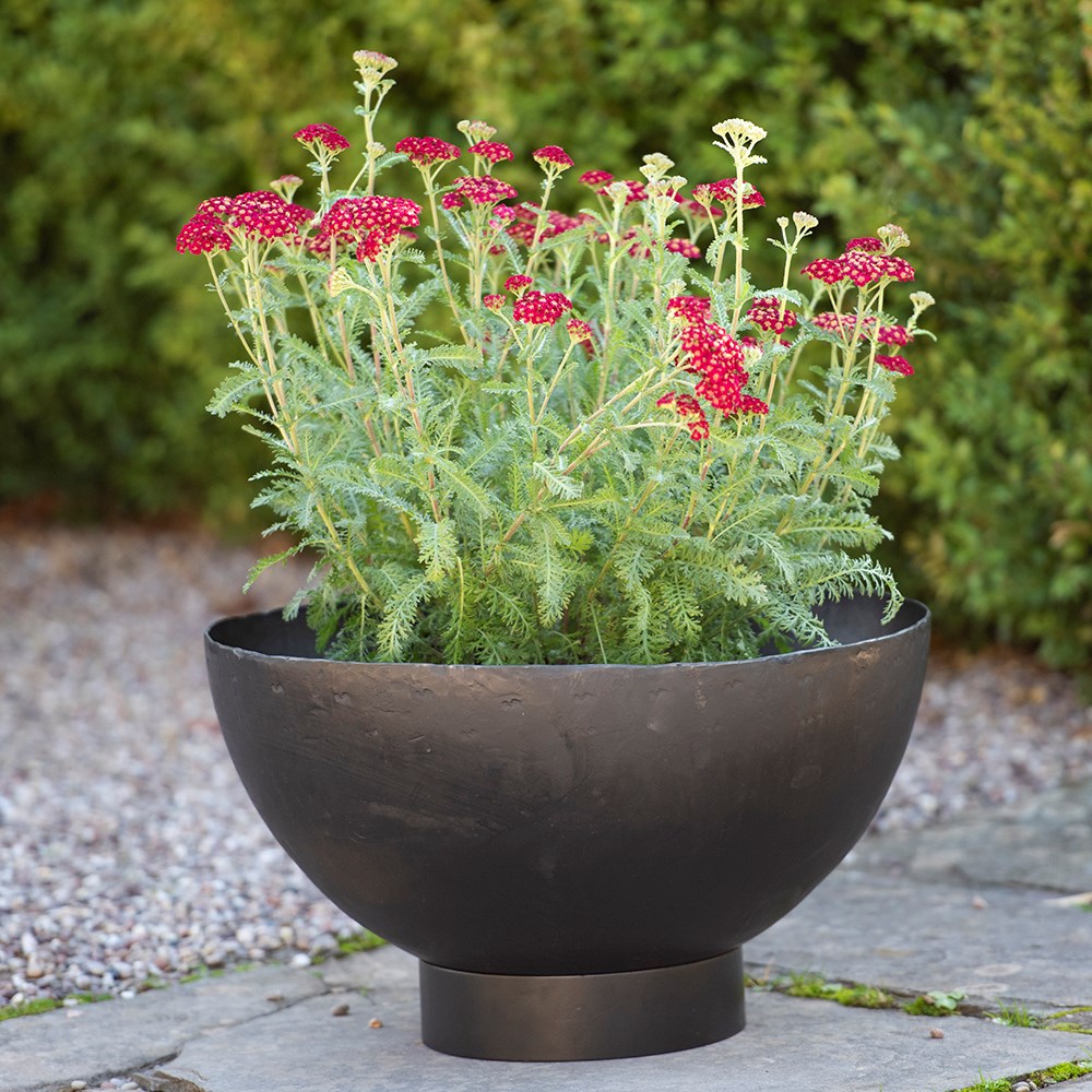Iron bowl planter