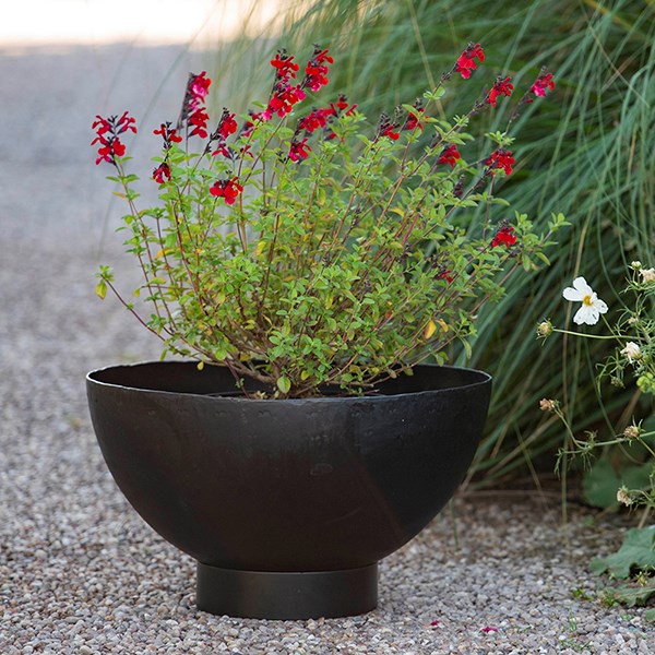 Iron bowl planter
