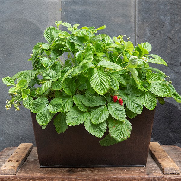 Plant trough - dark rust
