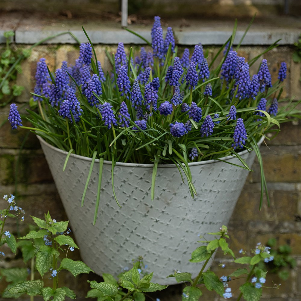 Embossed galvanised metal wall planter - aged zinc