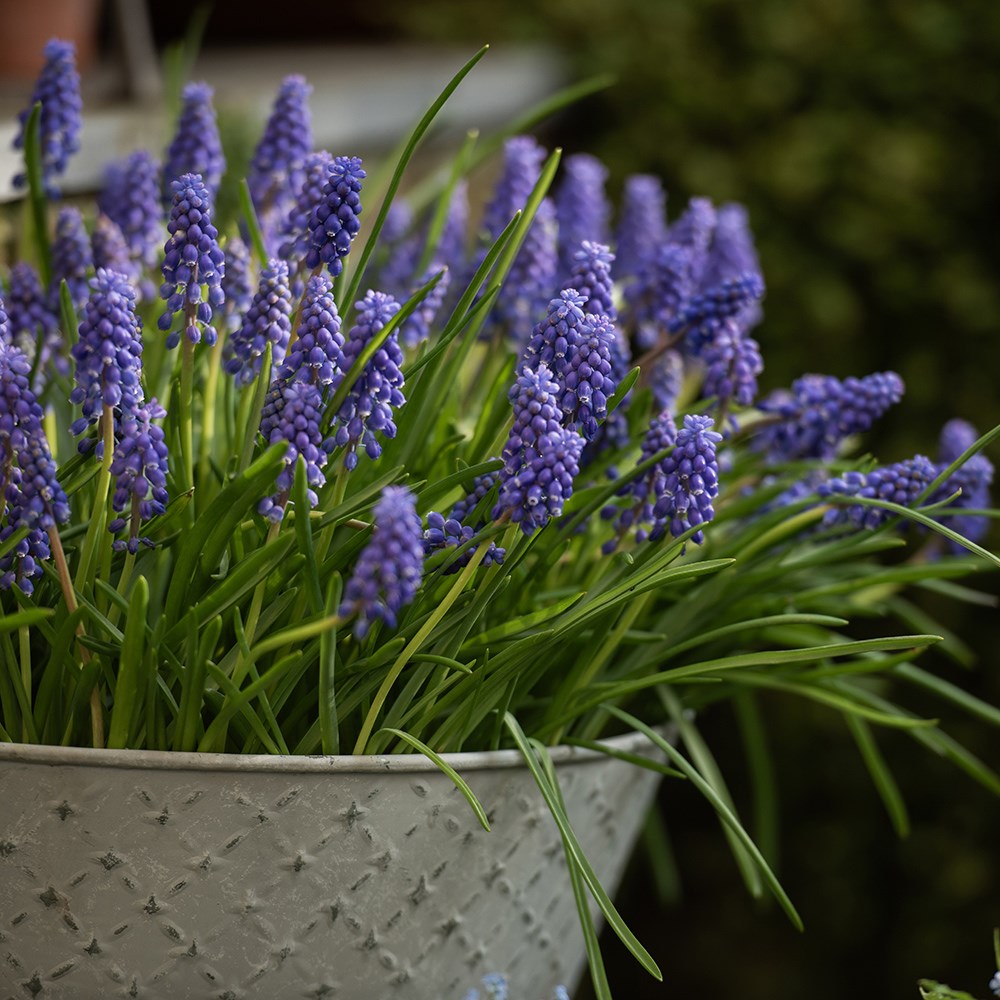 Embossed galvanised metal wall planter - aged zinc