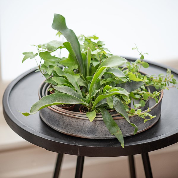 Pot trays aged zinc - set of 3