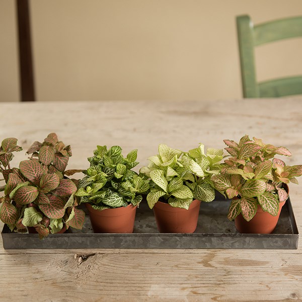 Dark galvanised metal multi-pot tray