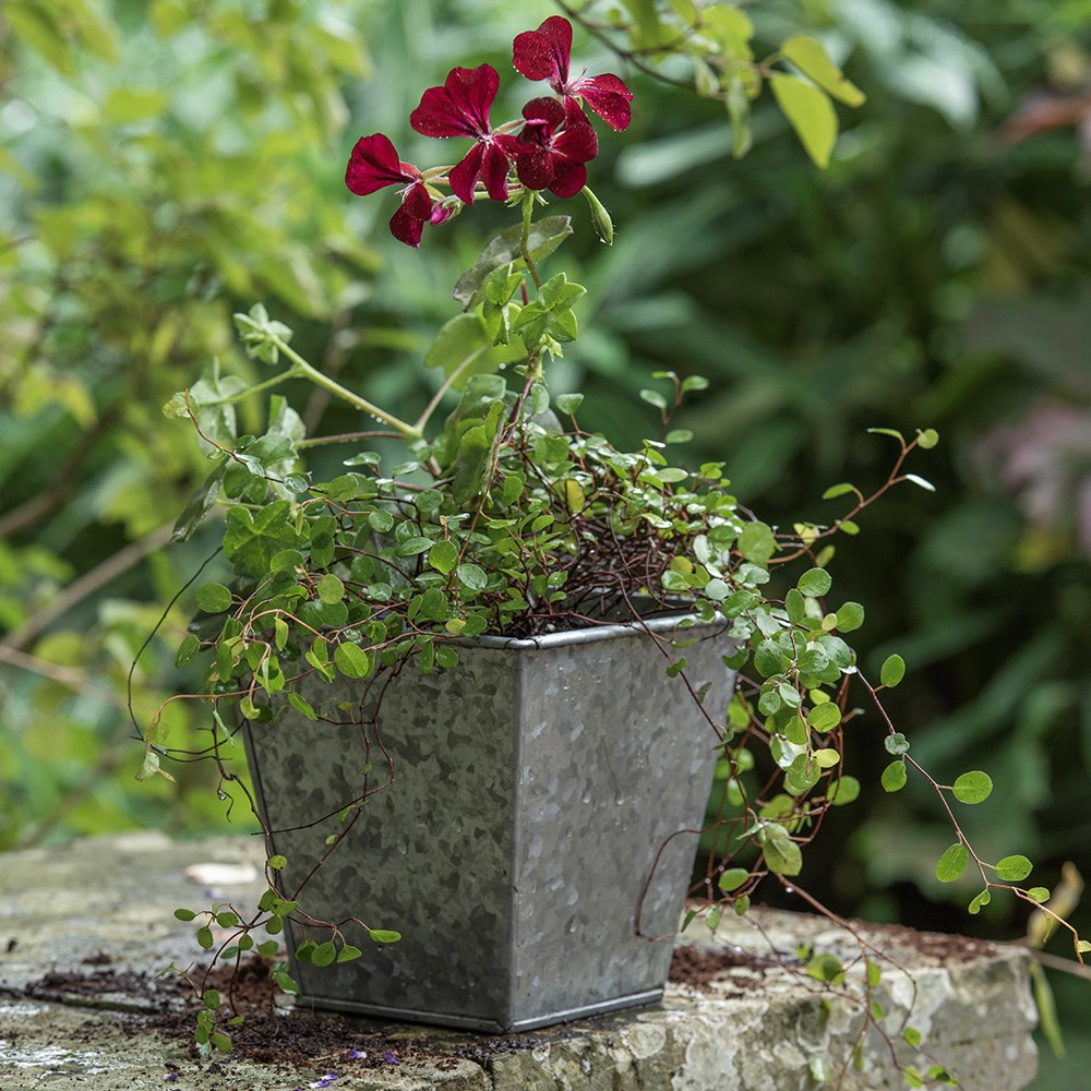 Dark galvanised metal square pot