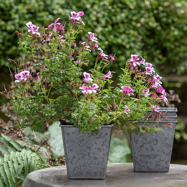 Dark galvanised metal square pot