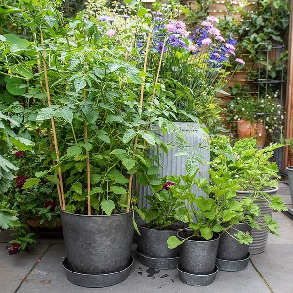 Single dark galvanised metal pot