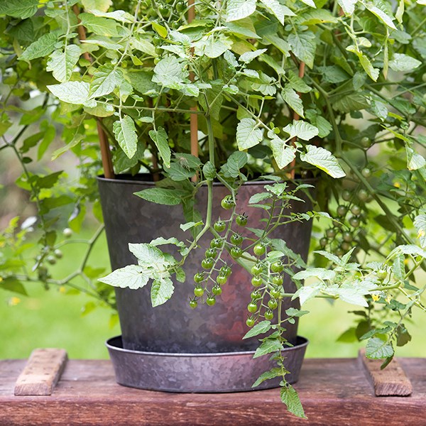 Single dark galvanised metal pot