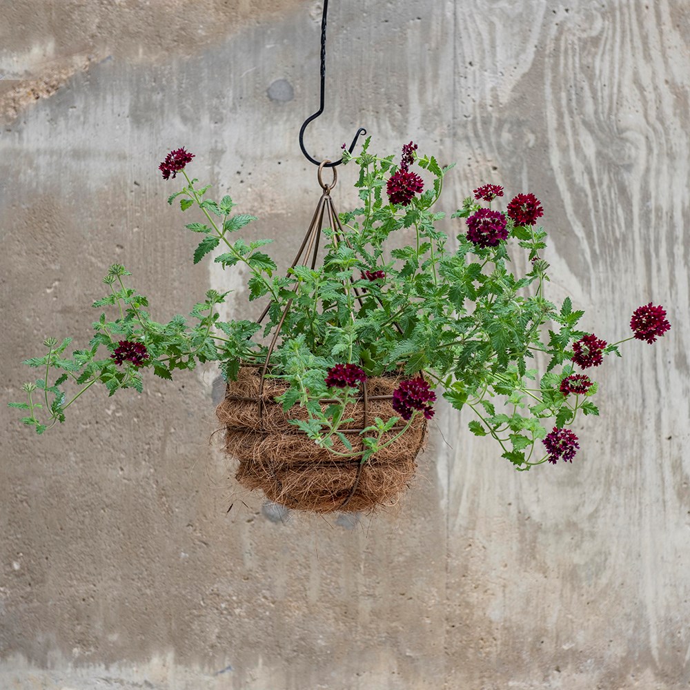 Hanging tear drop basket - wide