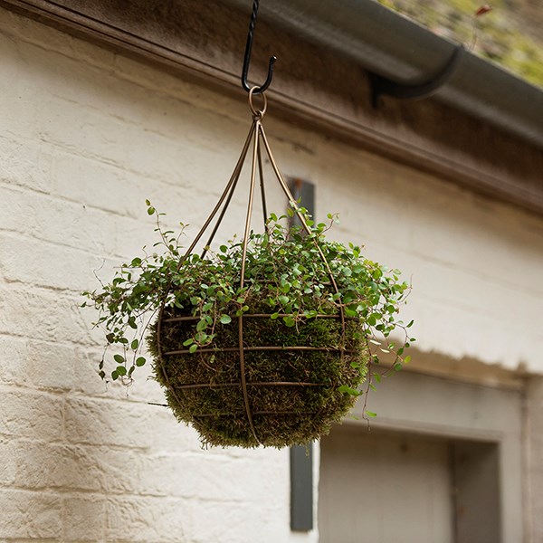 Hanging tear drop basket - wide