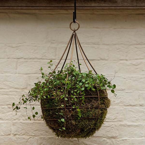 Hanging tear drop basket - wide