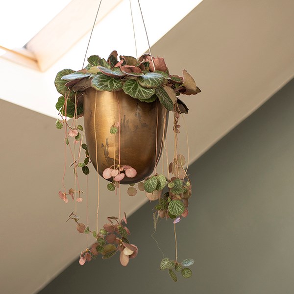 Brass hanging pot
