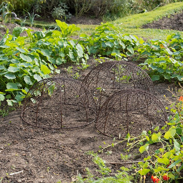 Rabbit proof dome cloches rustic brown - set of 3