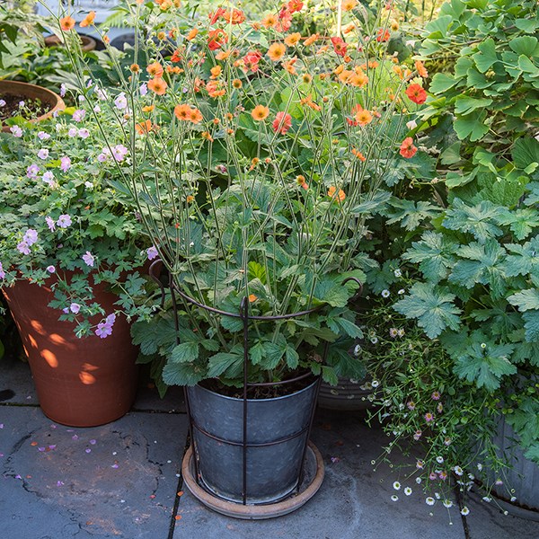 Galvanised metal perennial/bulb planter with support