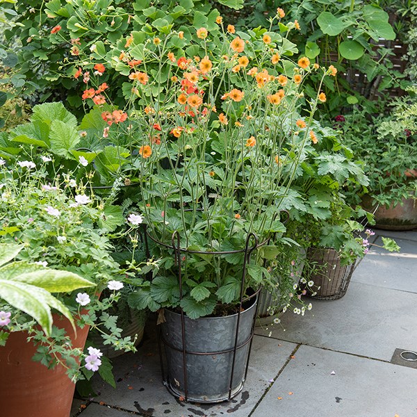 Galvanised metal perennial/bulb planter with support