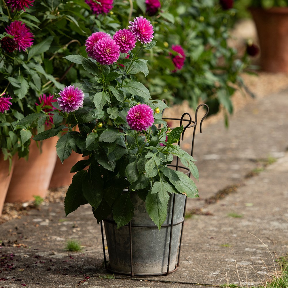Galvanised metal perennial/bulb planter with support