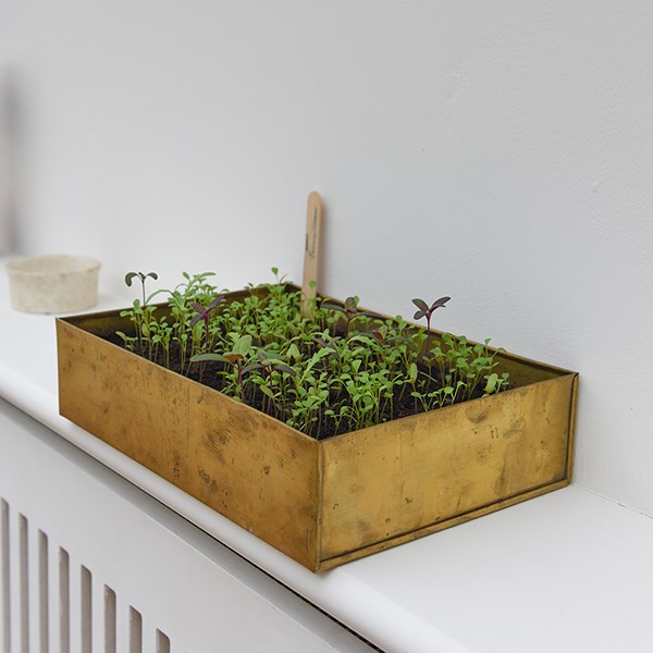 Brushed brass seed tray