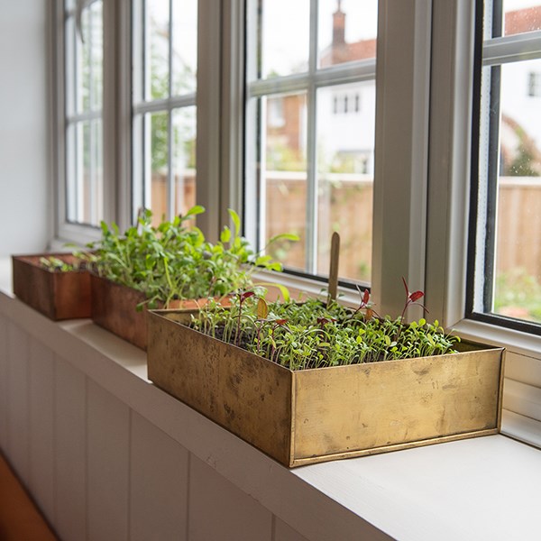 Brushed brass seed tray