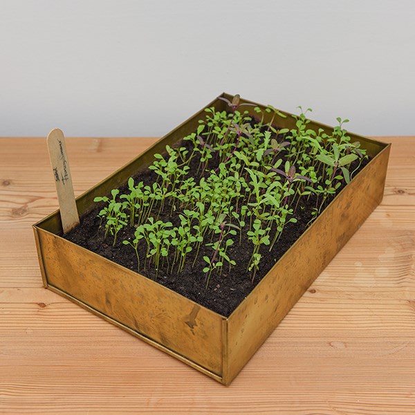 Brushed brass seed tray