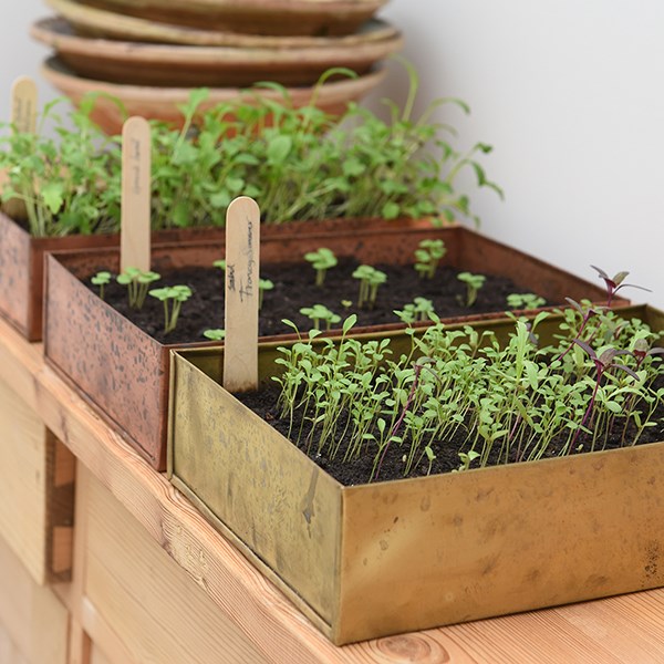Brushed brass seed tray