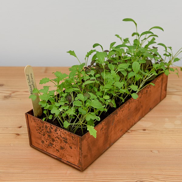Brushed copper windowsill seed tray