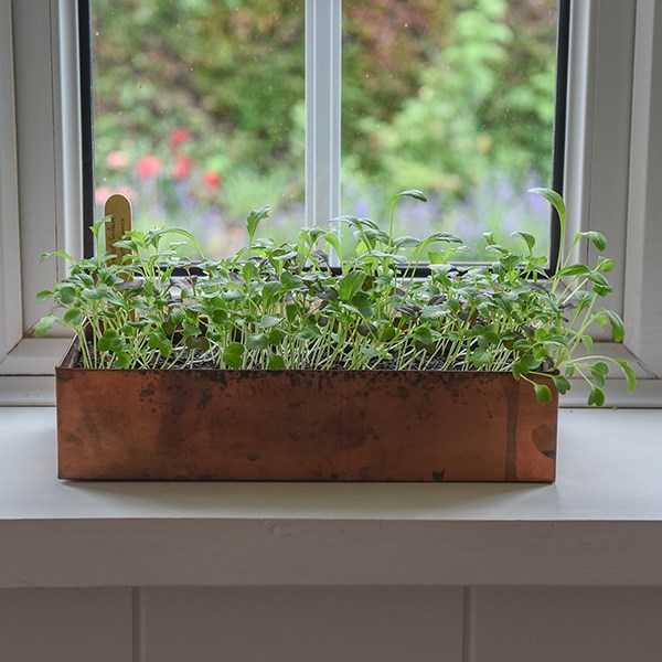 Brushed copper windowsill seed tray