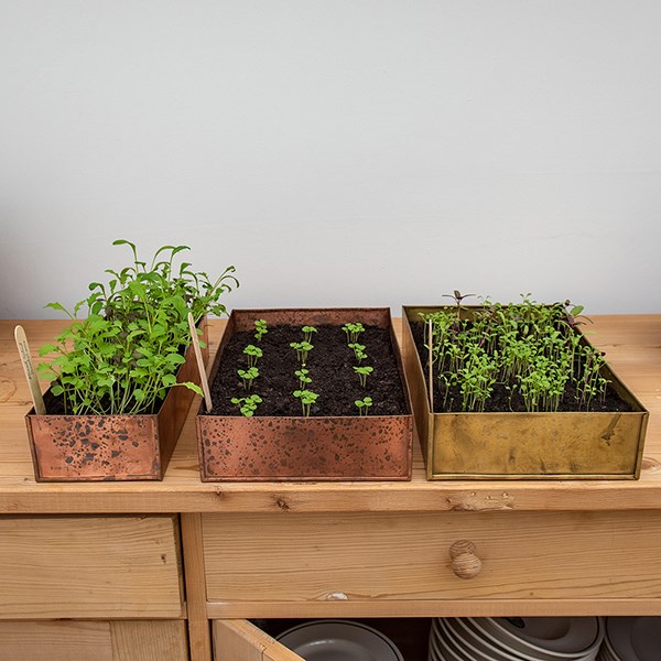 Brushed copper windowsill seed tray