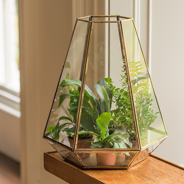 Terrarium with brass base tray