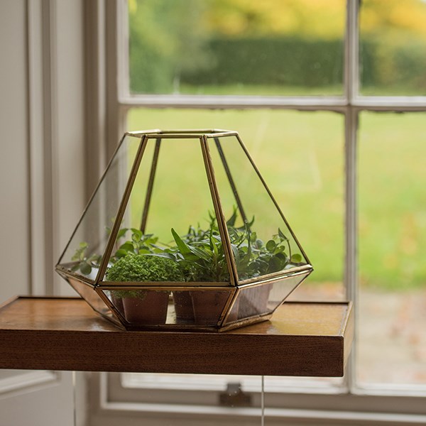 Terrarium with brass base tray