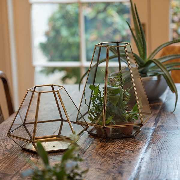Terrarium with brass base tray