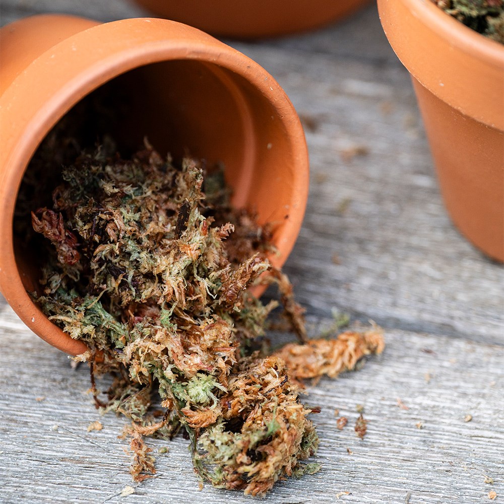 Sphagnum moss