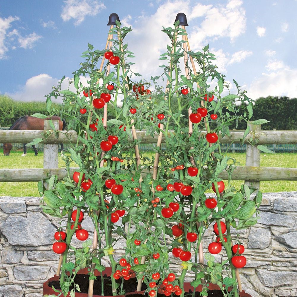 Tomato patio planter
