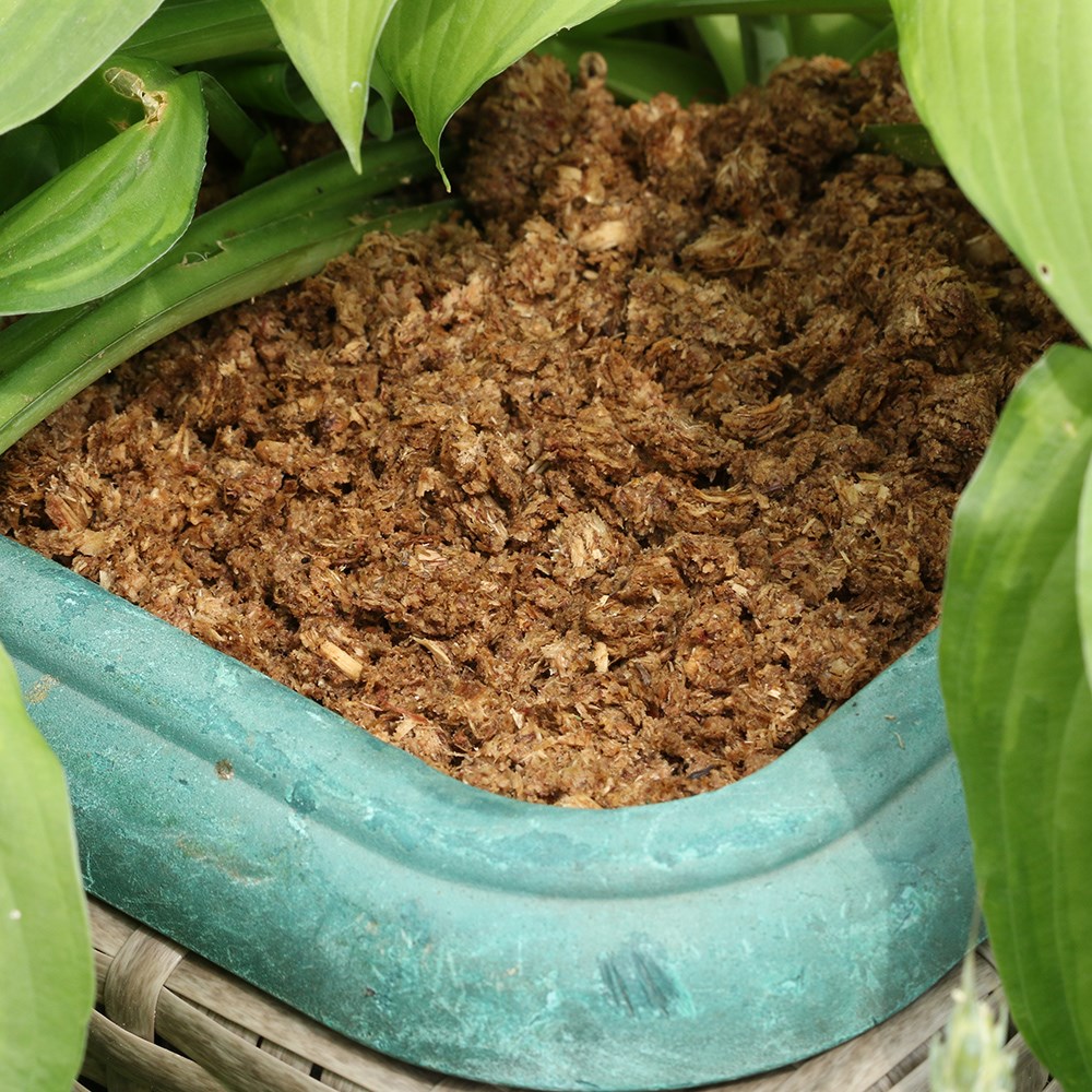 Slugless - pet safe spiky slug & snail deterrent