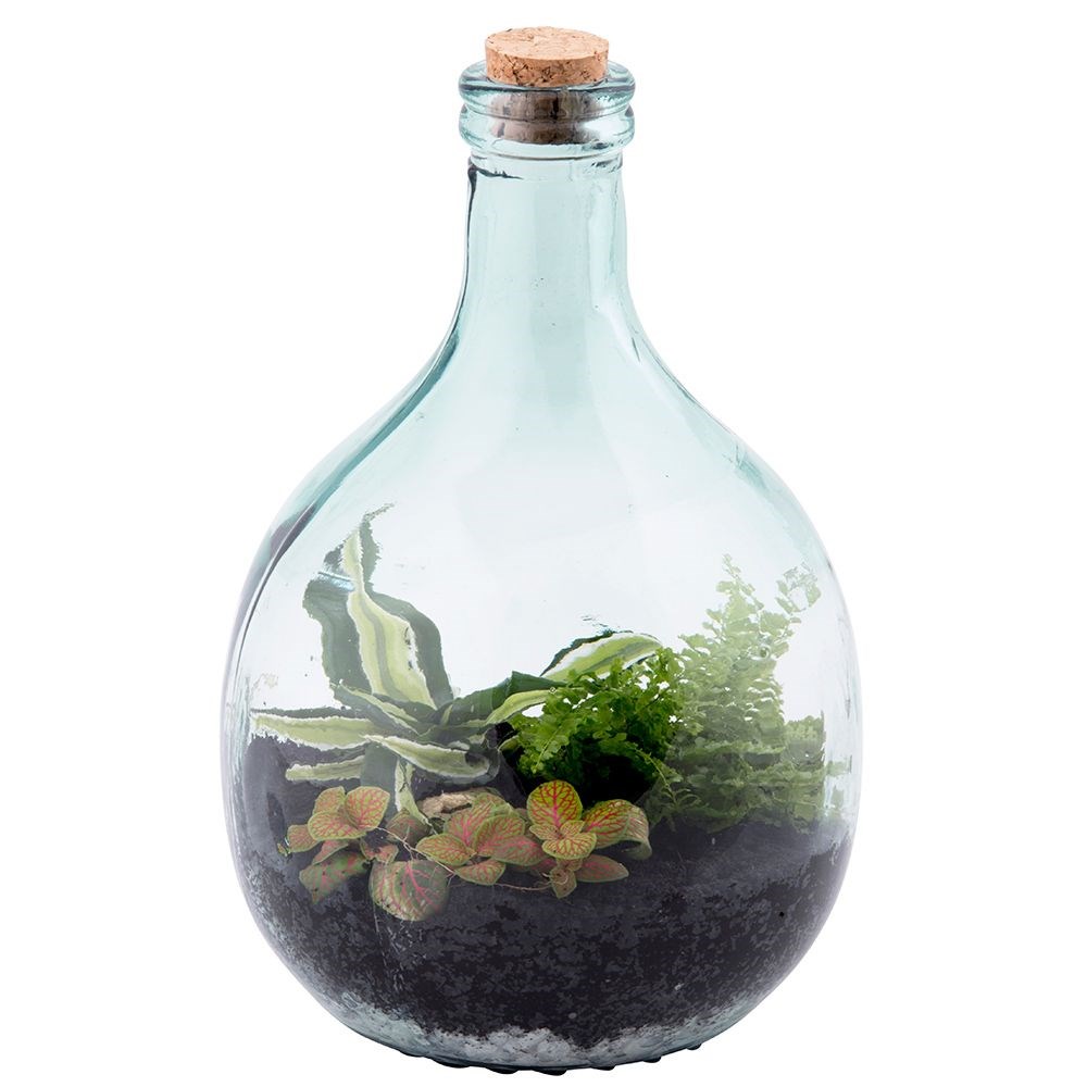 Plant terrarium bottle 5 litre set